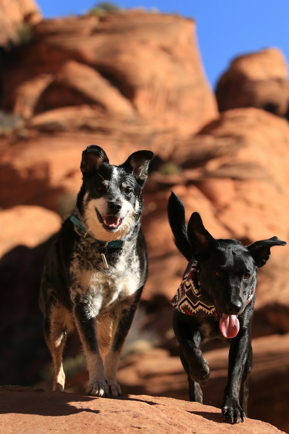 two small and adult dog on stone