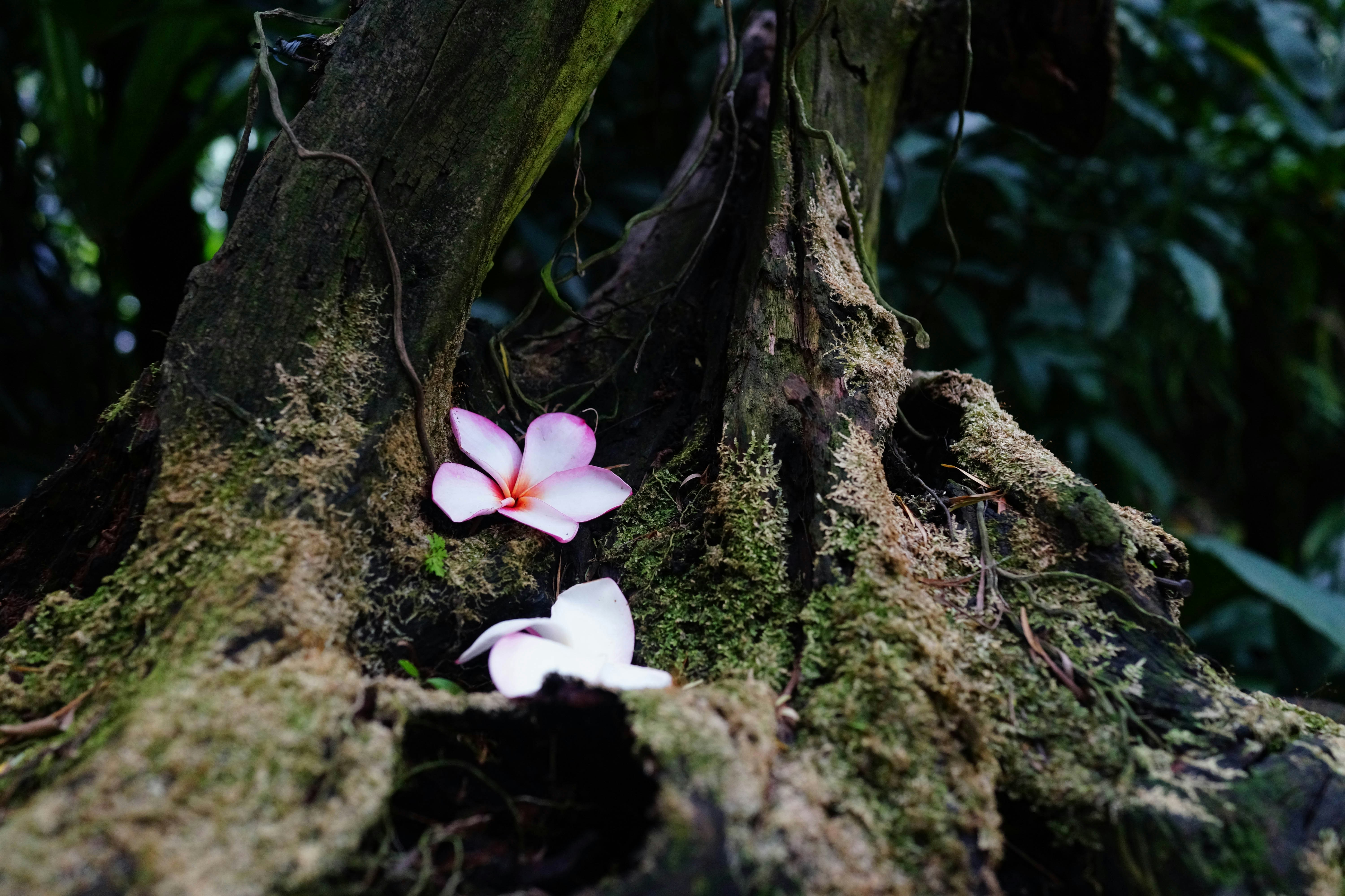 Singapore Botanical Gardens