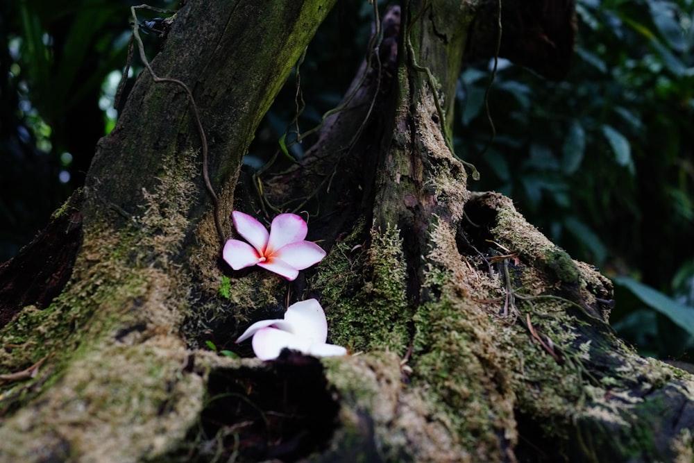 木の枝に白い花を咲かせる