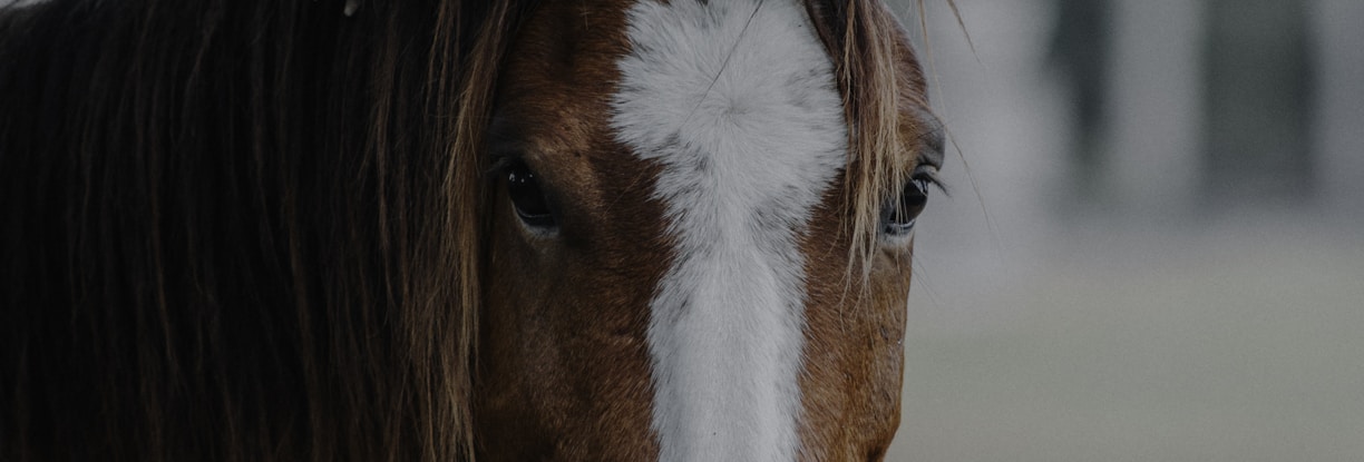 brown horse close-up photography