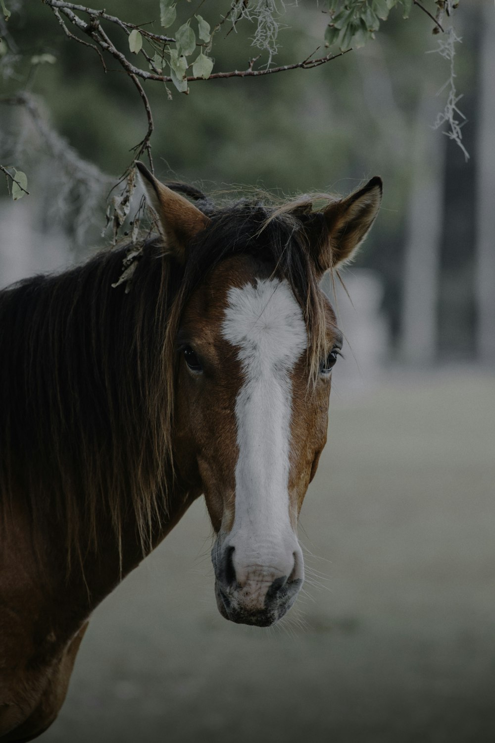 Vista à Frente De Um Cavalo Marrom Numa Exploração De Cavalos Imagem de  Stock - Imagem de esporte, animal: 244503599