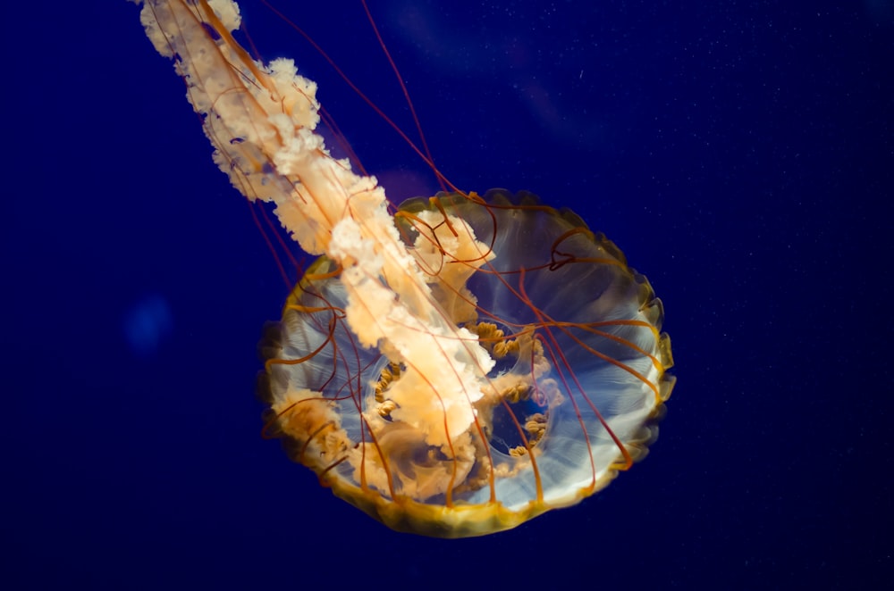 yellow and gray jellyfish under water