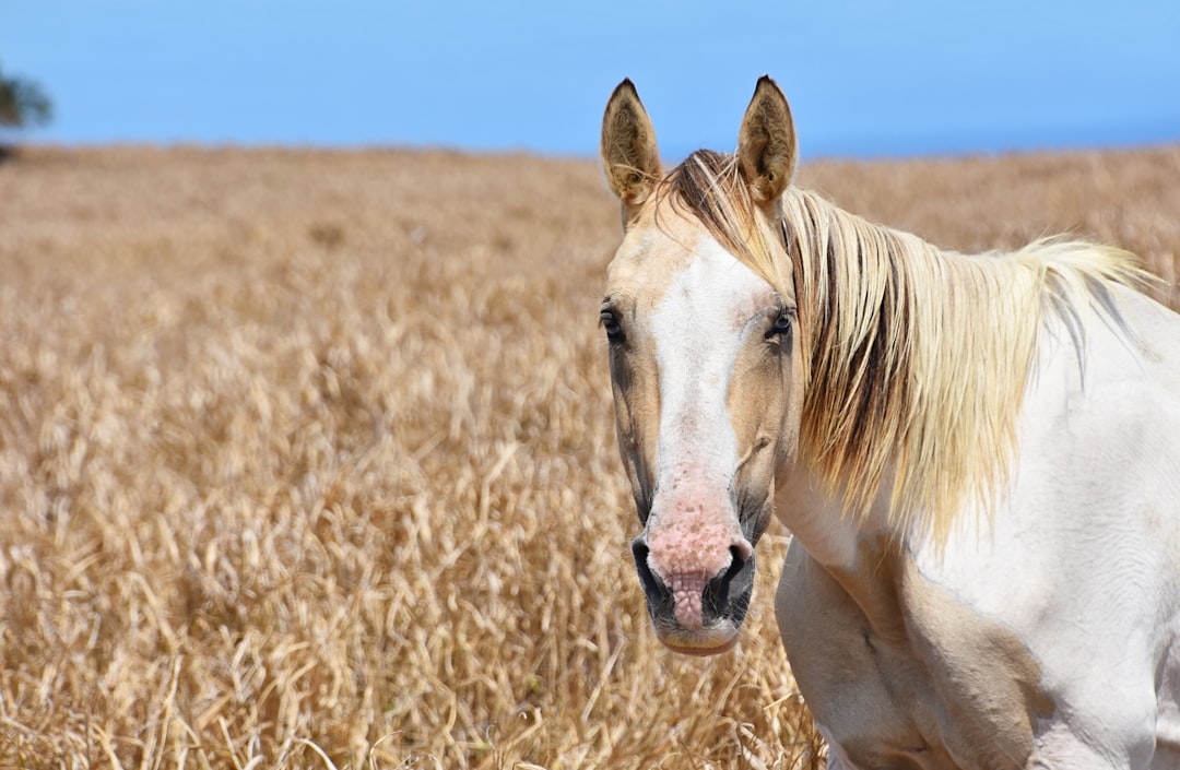 white and beige horse surrounding by a dried grass