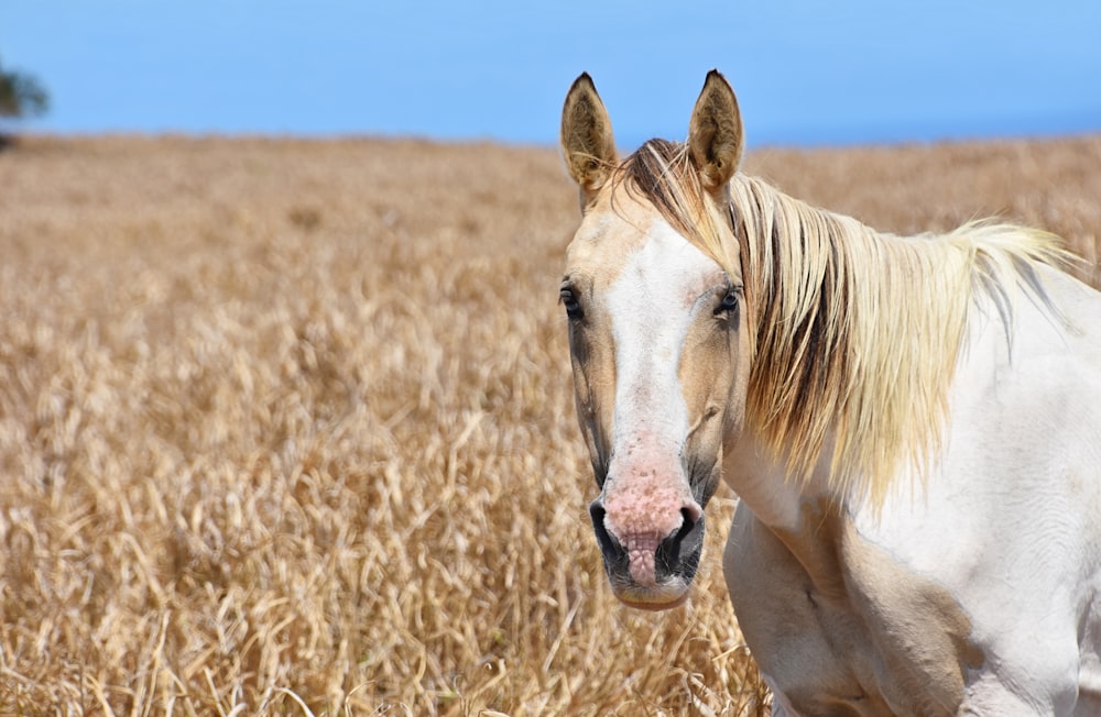 white and beige horse surrounding by a dried grass