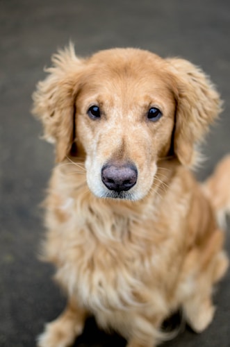 Golden Retriever photo