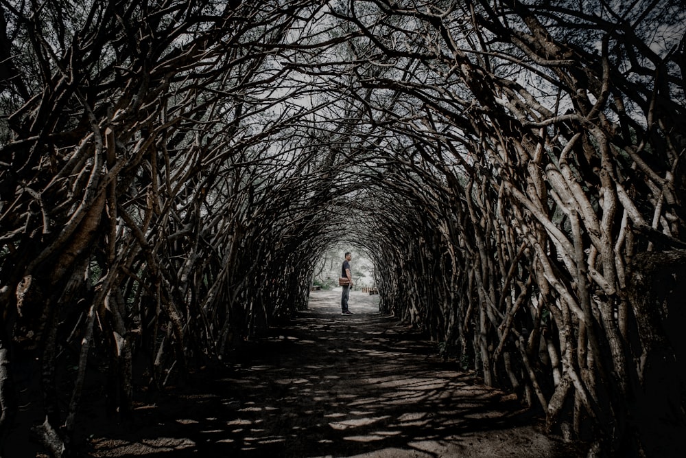 man standing in middle of bare tree pathway during daytime