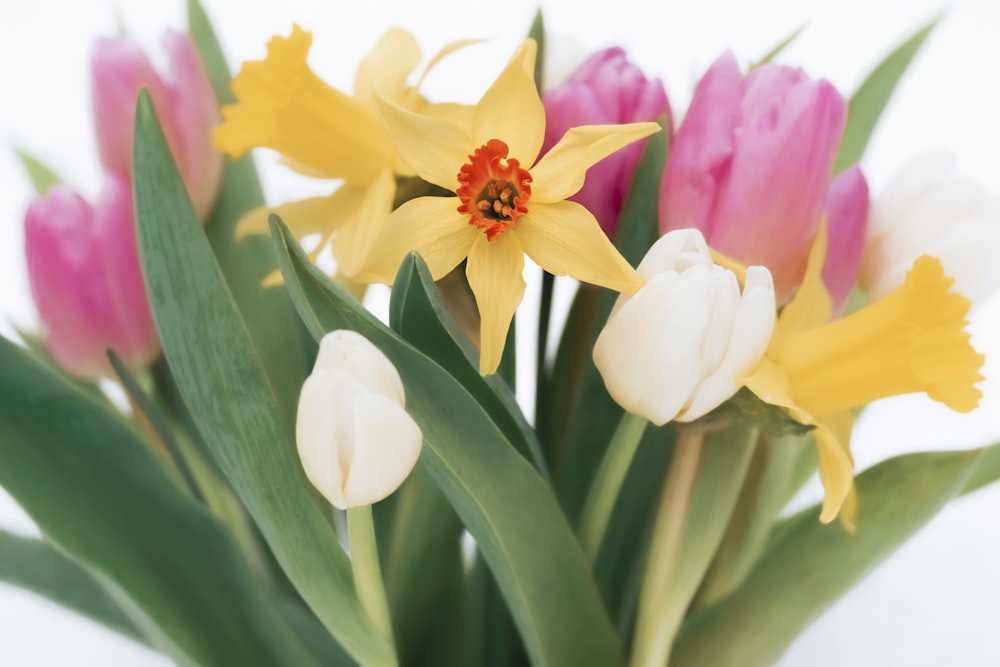 selective focus photography of tulip and daffodil flower arrangement