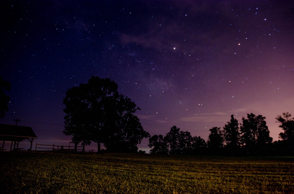 silhouette of trees during nighttime