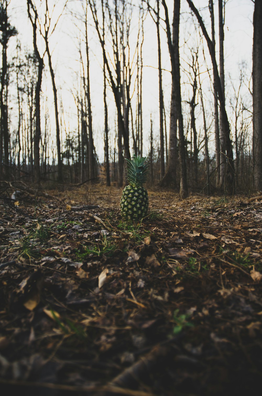 pineapple on dried leaves