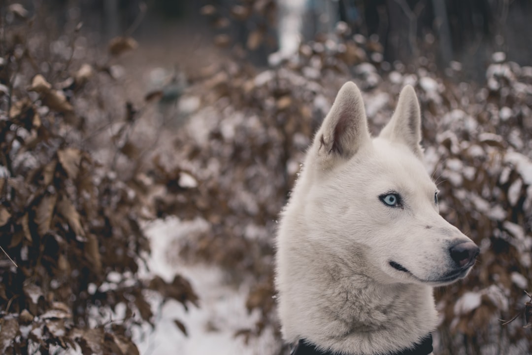 white wolf surrounded with plants