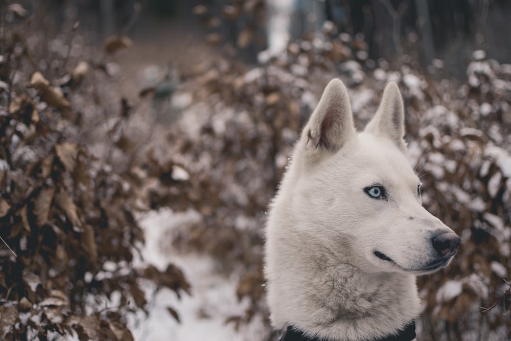 weißer Wolf umgeben von Pflanzen