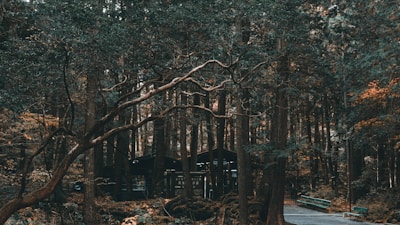 brown house in forest