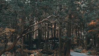 brown house in forest
