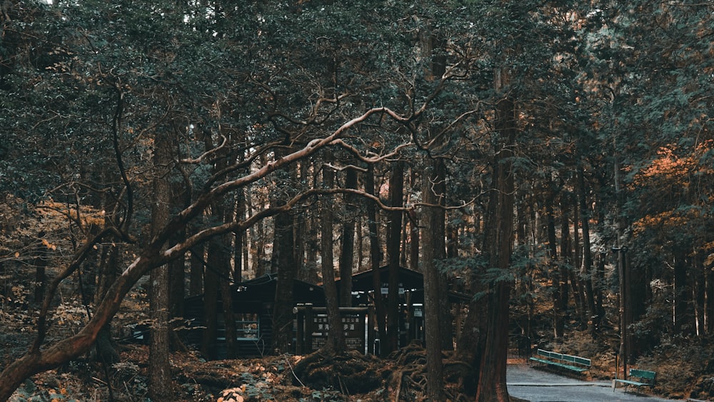 Maison brune dans la forêt
