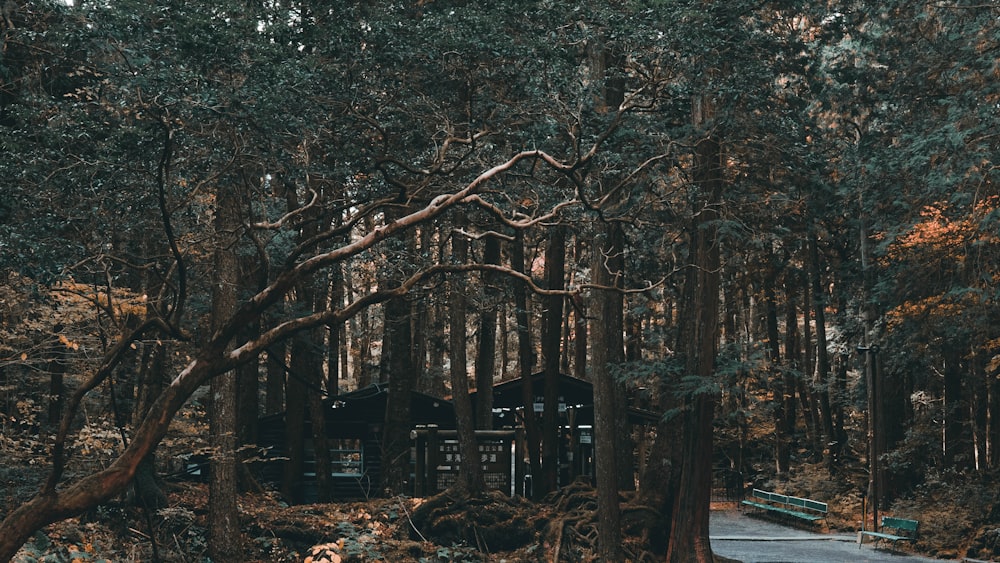 brown house in forest