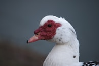 A close-up of a white duck with distinctive red facial skin and a black beak. The duck's eye is visible, and it has a smooth white plumage with some black spots on its neck. The background is a soft, blurred gray, highlighting the duck's features.