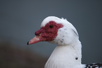 A close-up of a white duck with distinctive red facial skin and a black beak. The duck's eye is visible, and it has a smooth white plumage with some black spots on its neck. The background is a soft, blurred gray, highlighting the duck's features.