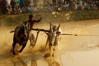 A traditional bull racing event with a man guiding two bulls through a muddy field. Spectators are visible in the background, and water splashes around the fast-moving bulls.