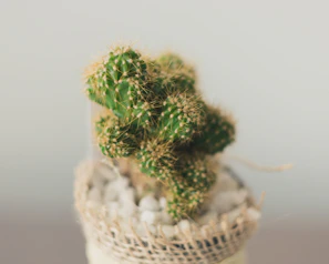 Close-up of a textured, neutral-toned pot with a tiny cactus nestled inside, sitting on a cozy linen cloth.