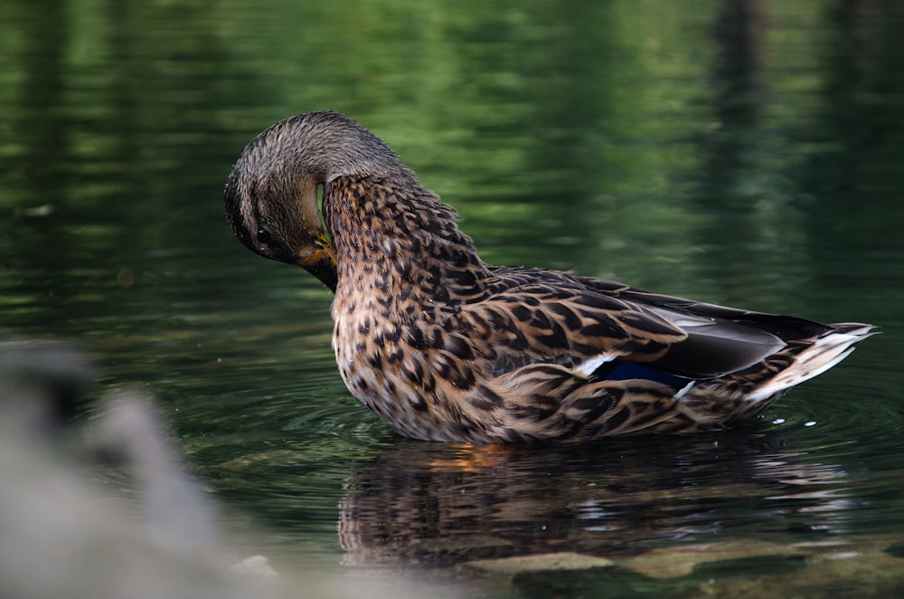 female mallard duck on the pond