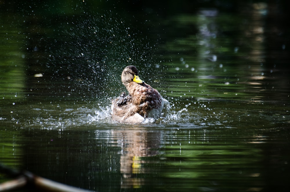 mallard duck on body of water