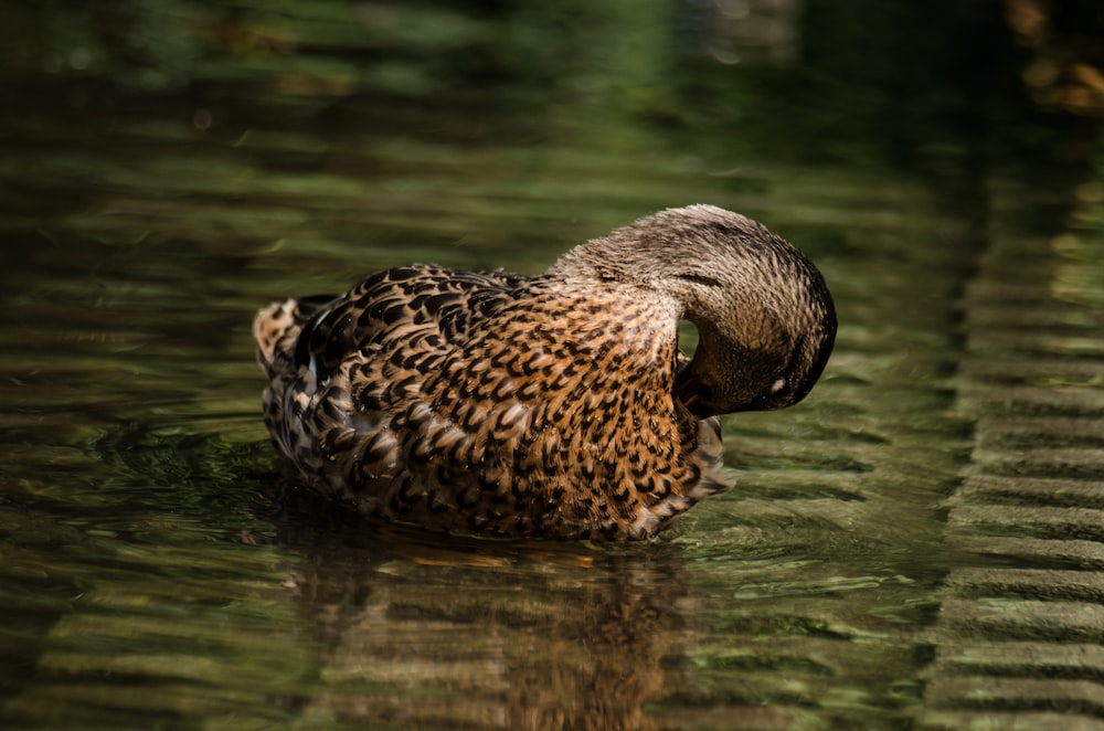 pato marrón flotando en el agua