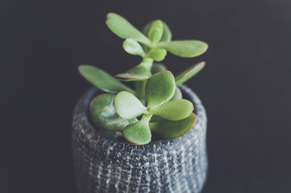 succulent plant