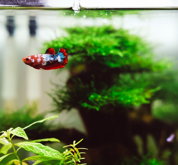red and blue beta fish