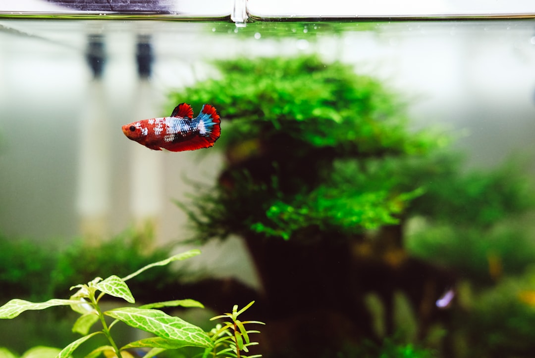 red and blue beta fish,