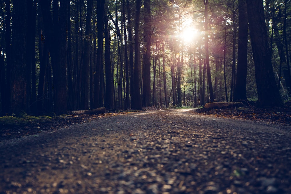 low-angle photography of road between inline trees