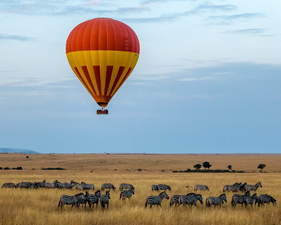 red and yellow hot air balloon over field with zebras, A lone hot air balloon over a herd of zebras.