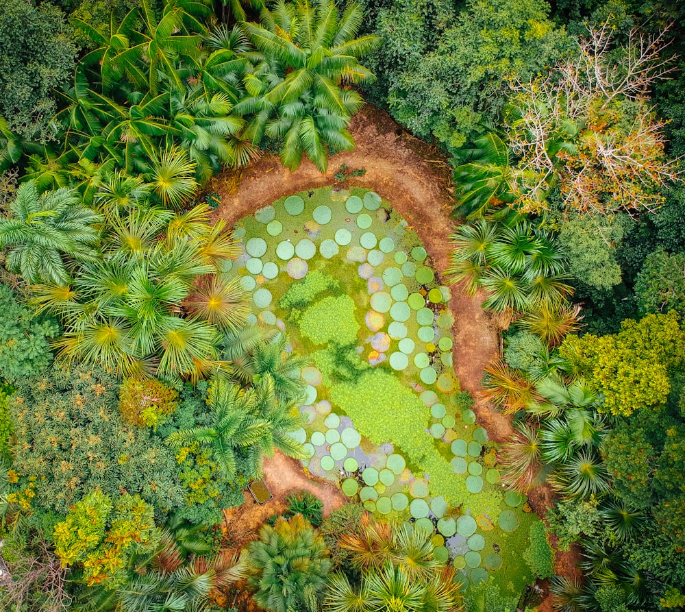 aerial photography of forest