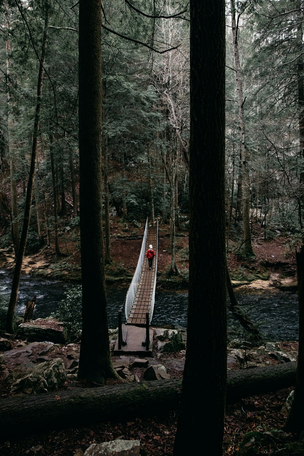 person walking on hanging bridge surround with trees