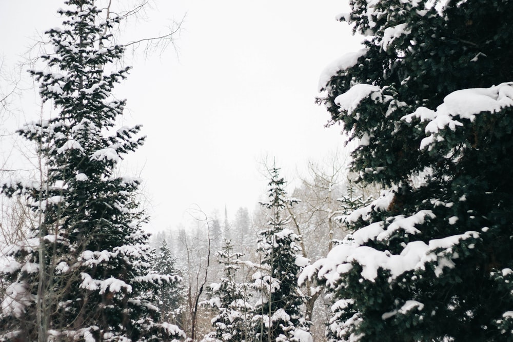 trees covered with snow