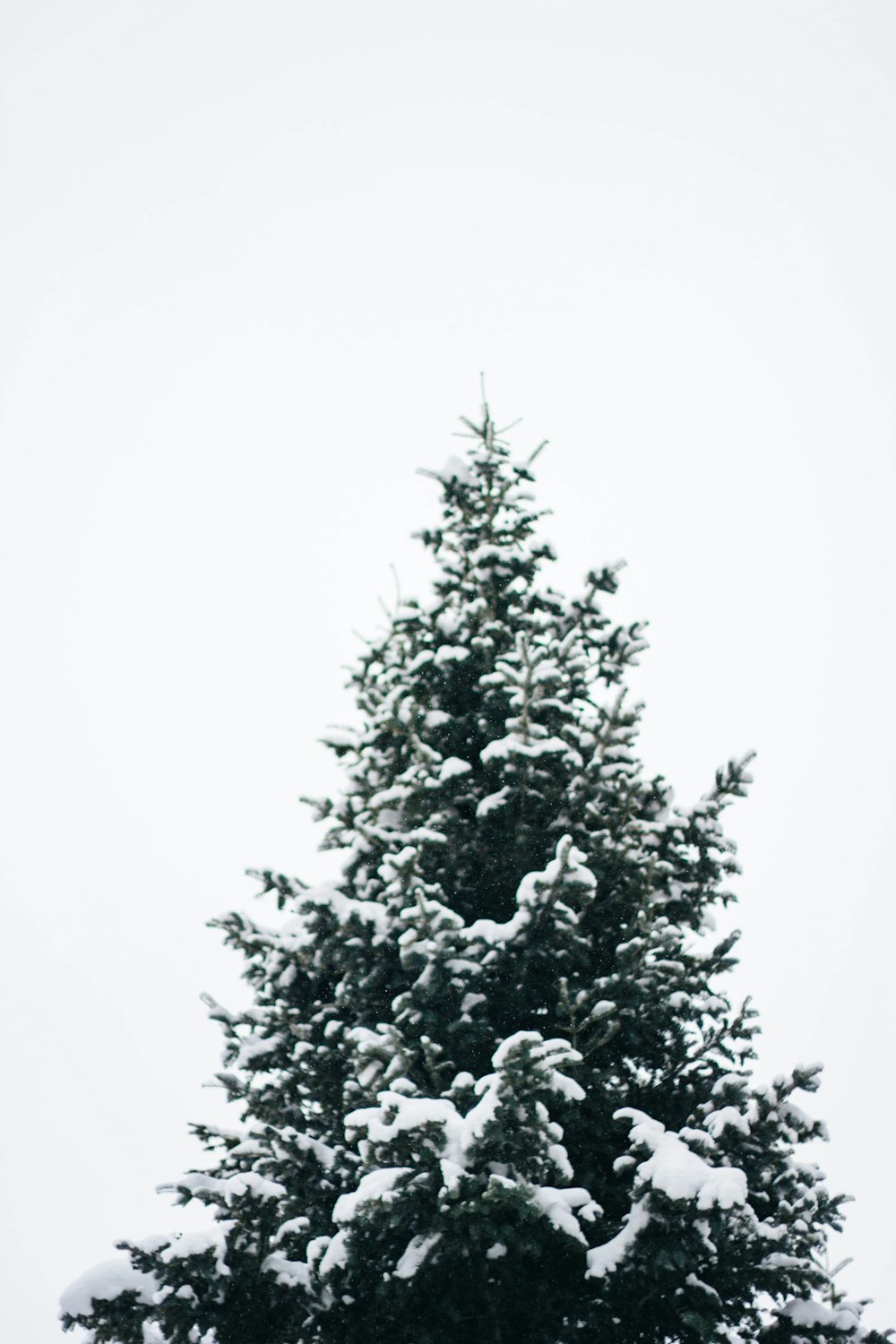 pine tree filled with snow