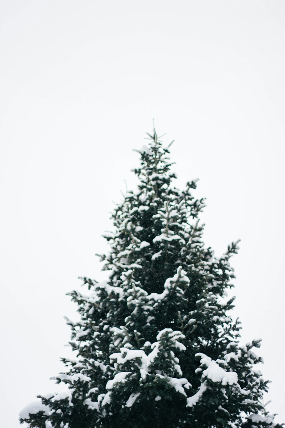 Kiefer mit Schnee gefüllt