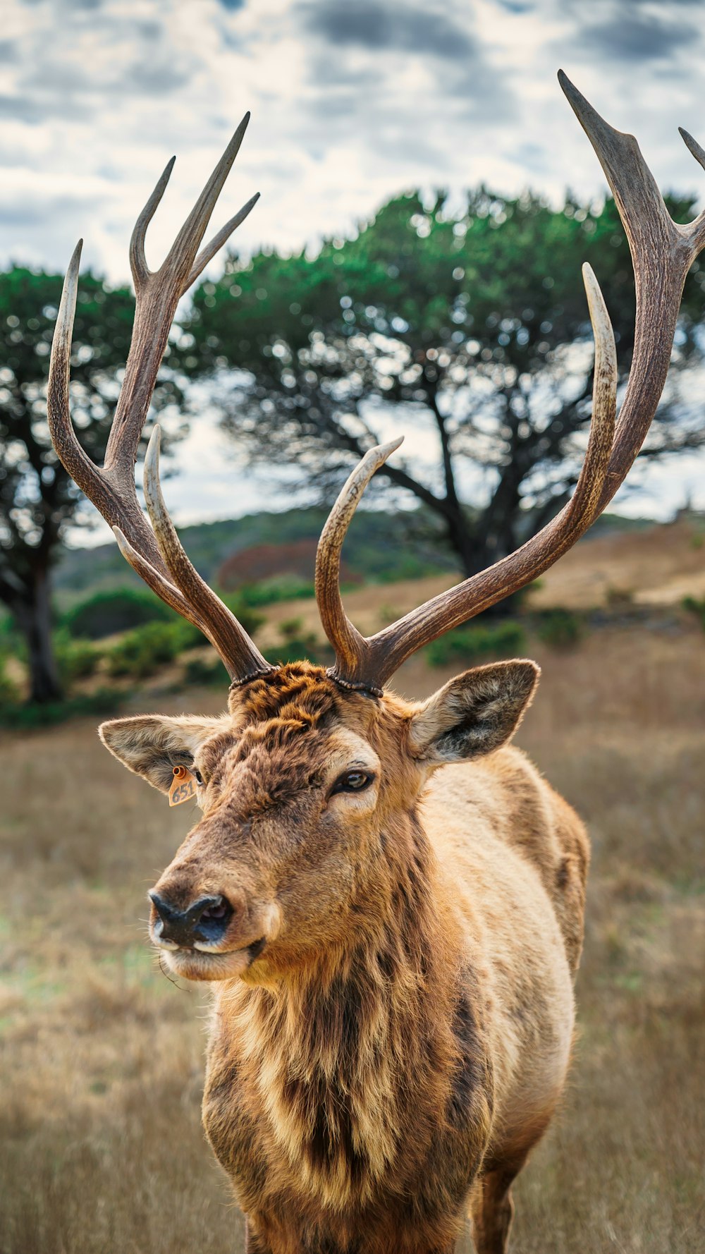 deer on brown grass field under gray cloudy sky