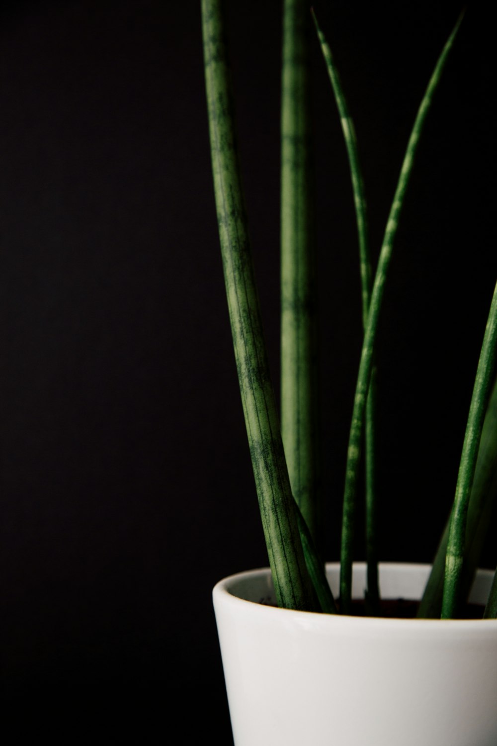 pianta a foglia verde in vaso