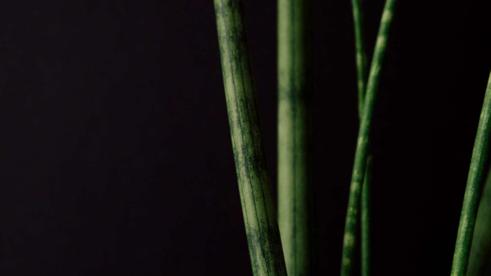 Benefits of Using Cactus Soil for Peace Lily Plants