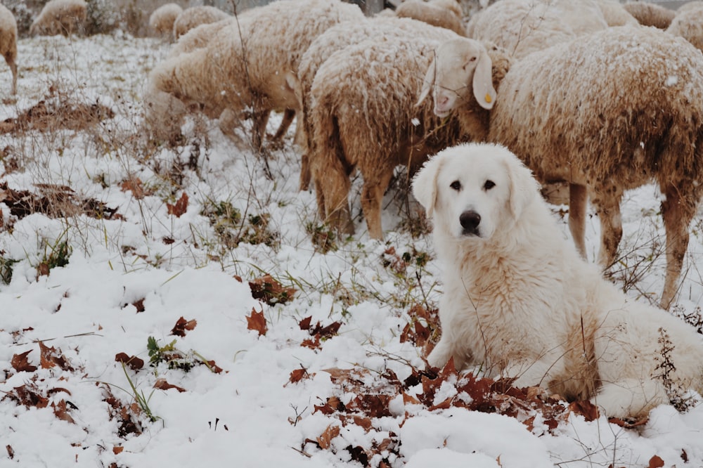 Ausgewachsener weißer Hund, der im Winter neben Schafen sitzt