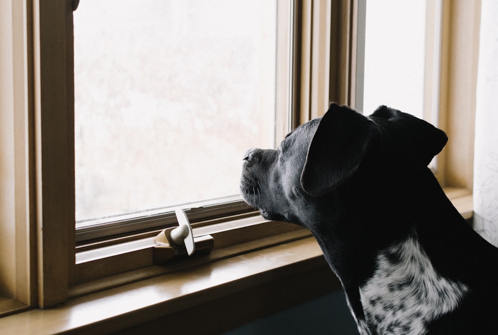 窓を見つめる黒い犬
