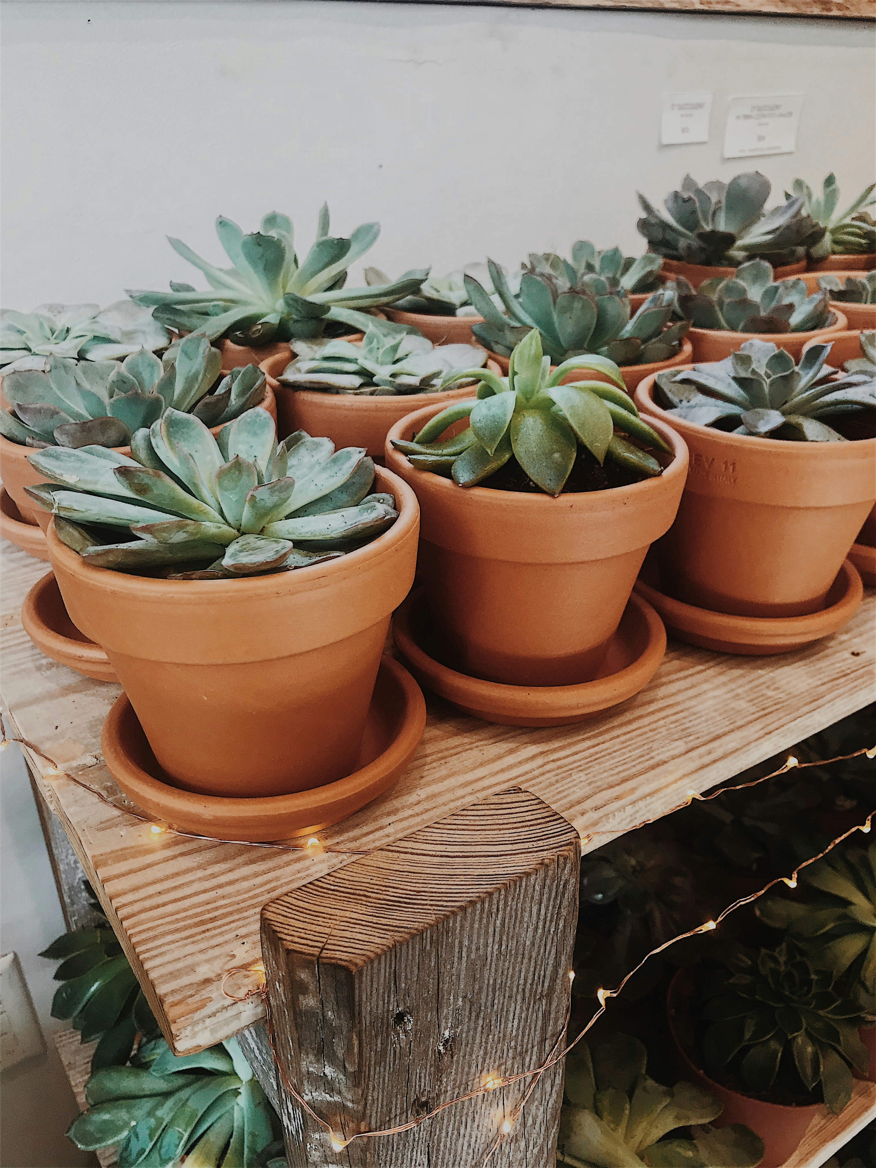 Assorted cacti and succulents in terracotta pots on warm sunlit shelf with sandy earthy background tones