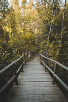 A wooden boardwalk lined with simple wooden railings leads into a dense forest. Sunlight filters through the lush green foliage of the trees, casting dappled shadows on the pathway. The scene conveys a tranquil, inviting atmosphere with its natural and earthy elements.