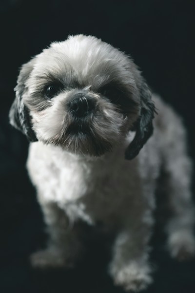 Sir Alistair