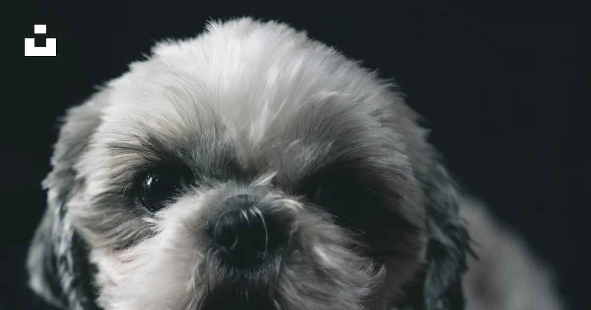 White and gray Shih Tzu puppy photo – Free Grey Image on Unsplash
