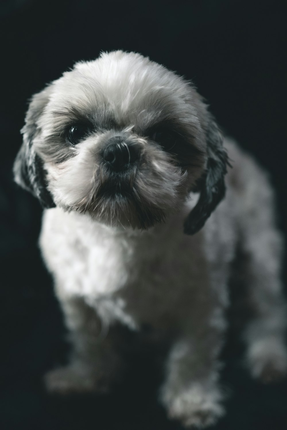 white and gray Shih Tzu puppy