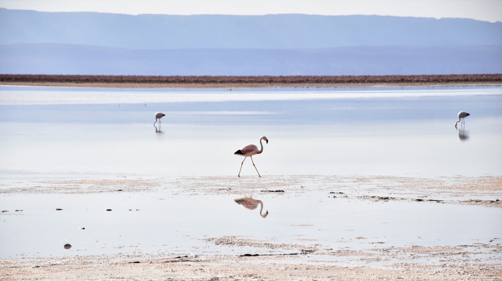 flamingo standing on seashore during daytime