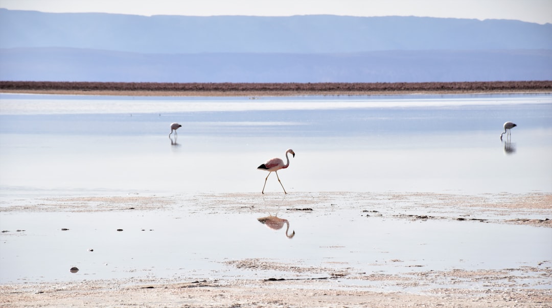 Ecoregion photo spot Salar de Atacama Miscanti Lake