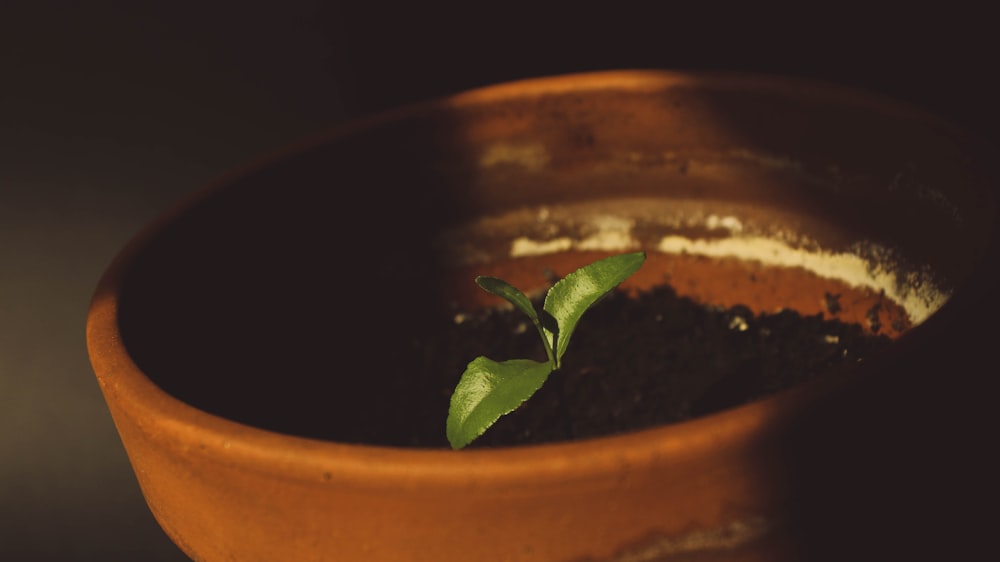 pianta in vaso a foglia verde