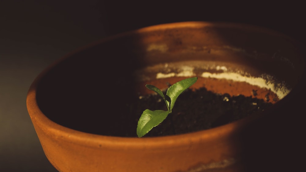 planta de vaso de folhas verdes